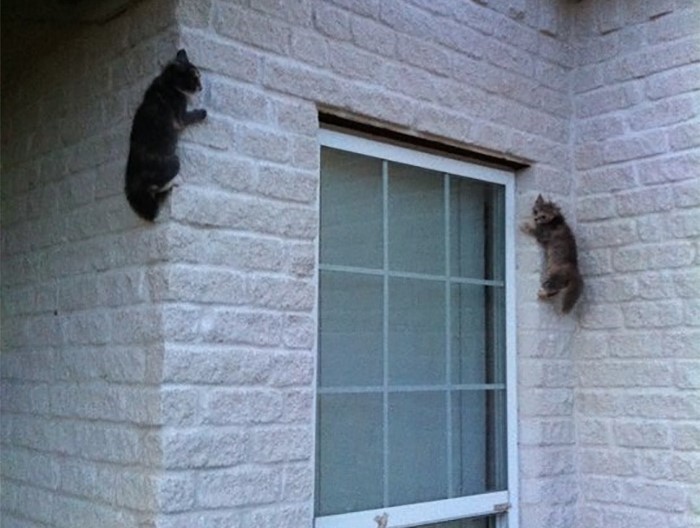 due-gatti-su-parete-edificio