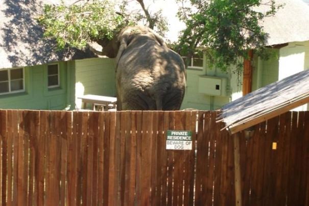 elefante-in-un-recinto