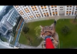 Per un gattino brivido al 12 esimo piano (VIDEO)