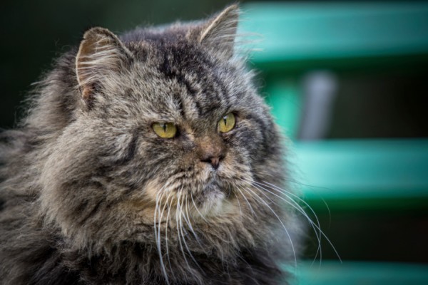 malattie comuni gatto anziano