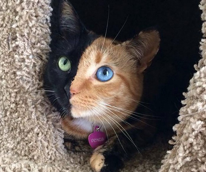gatto-bicolore