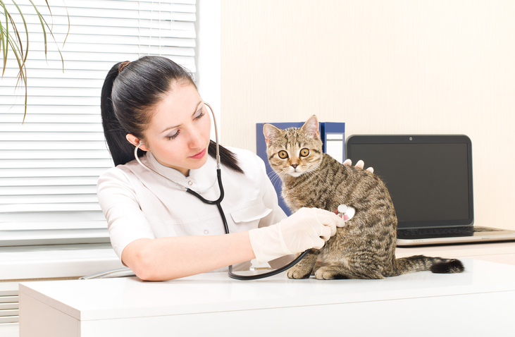 Fortekor per gatto con insufficienza renale cronica