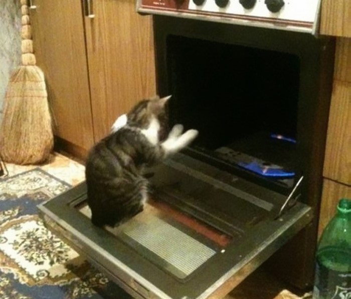 gatto-in-forno
