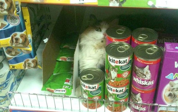 gatto-in-un-reparto-supermercato