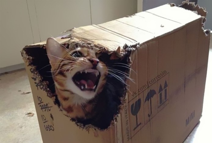 gatto-in-una-scatola