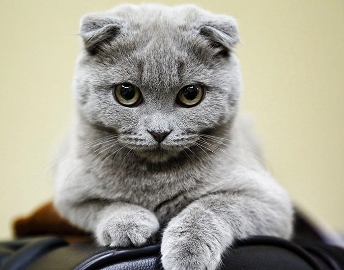 gatto-scottish-fold