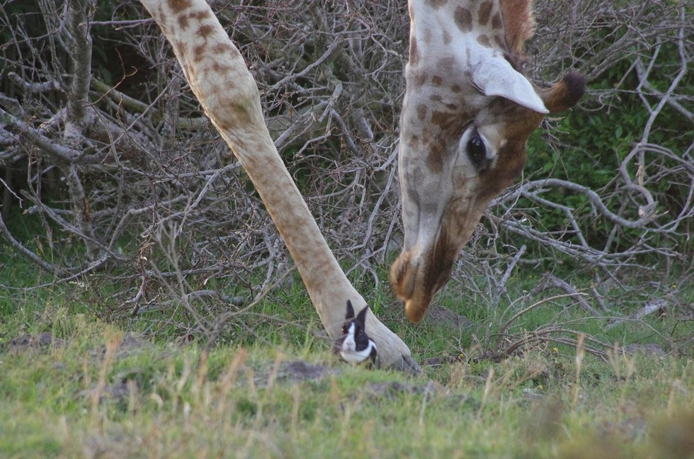 giraffa-chinata-su-coniglio-nellerba