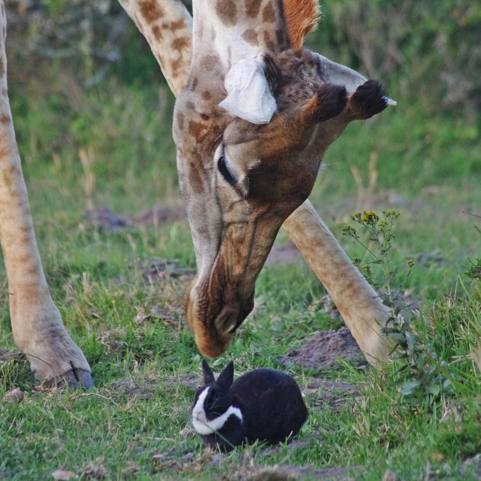 giraffa-sfiora-coniglio-col-muso