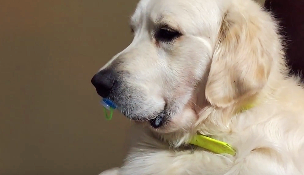 Max, il golden che vuole il ciuccio (VIDEO)