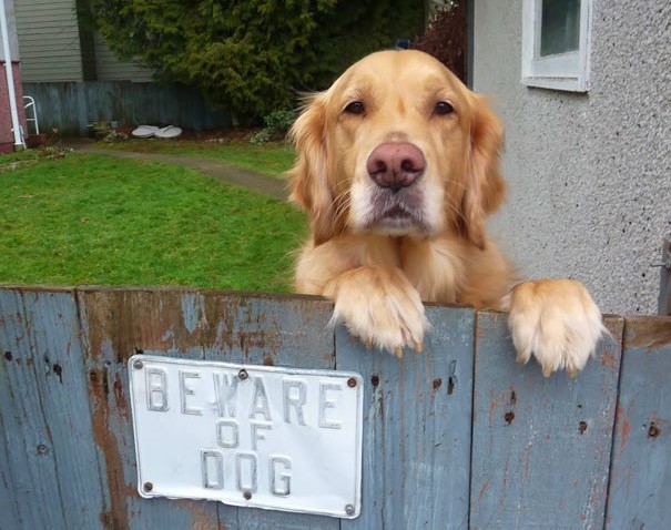 golden-retriever-dietro-cancello