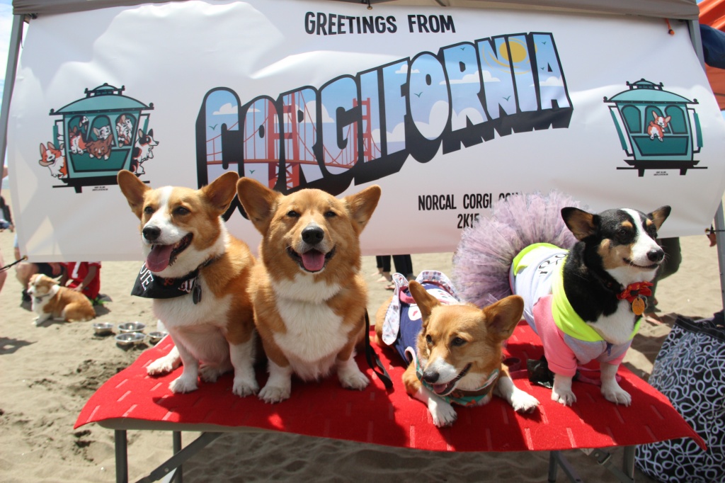 gruppo-corgi-seduti