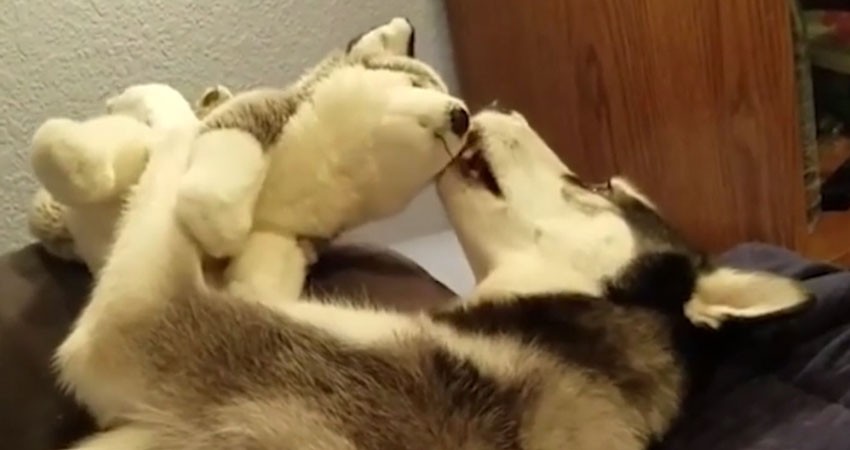 Luna, l'husky in lotta con il piccolo sé (VIDEO)