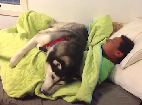 L'husky che non ti fa andare a scuola (VIDEO)