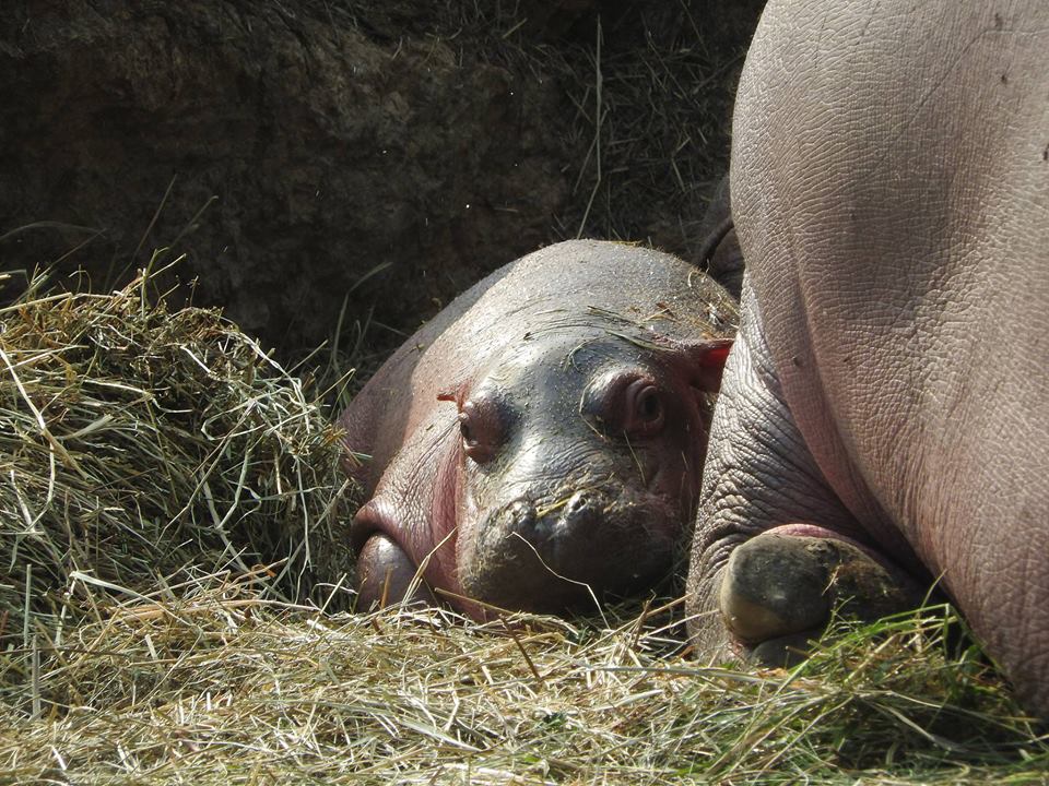 ippopotamo-appena-nato-sulla-paglia-con-la-mamma