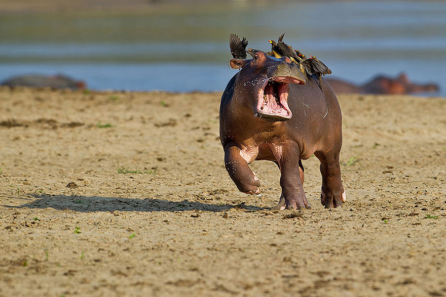 ippopotamo-con-uccelli-in-testa