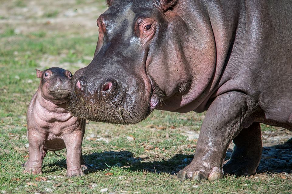 ippopotamo-neonato-attaccato-alla-mamma