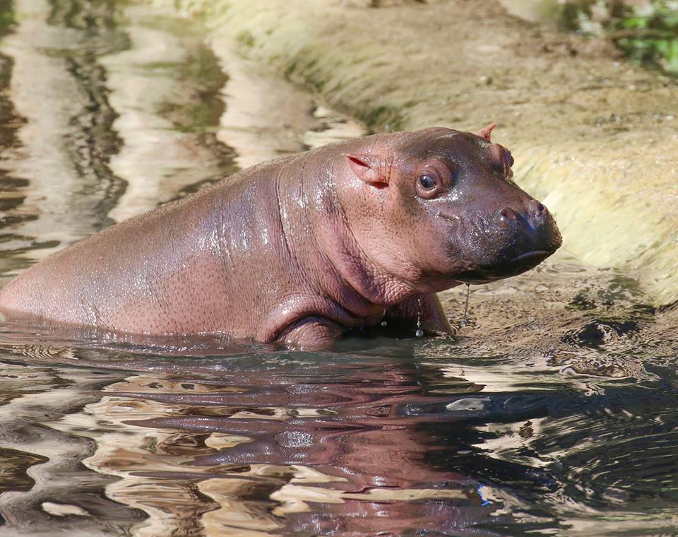 ippopotamo-neonato-in-acqua