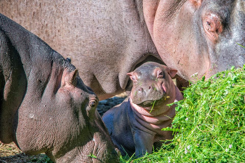 ippopotamo-neonato-tra-i-genitori