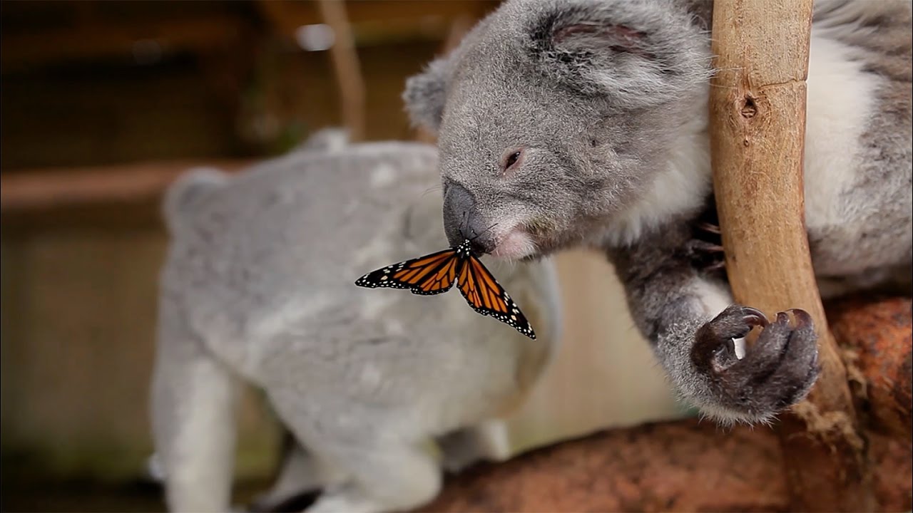 Il naso del koala e il photobombing (VIDEO)