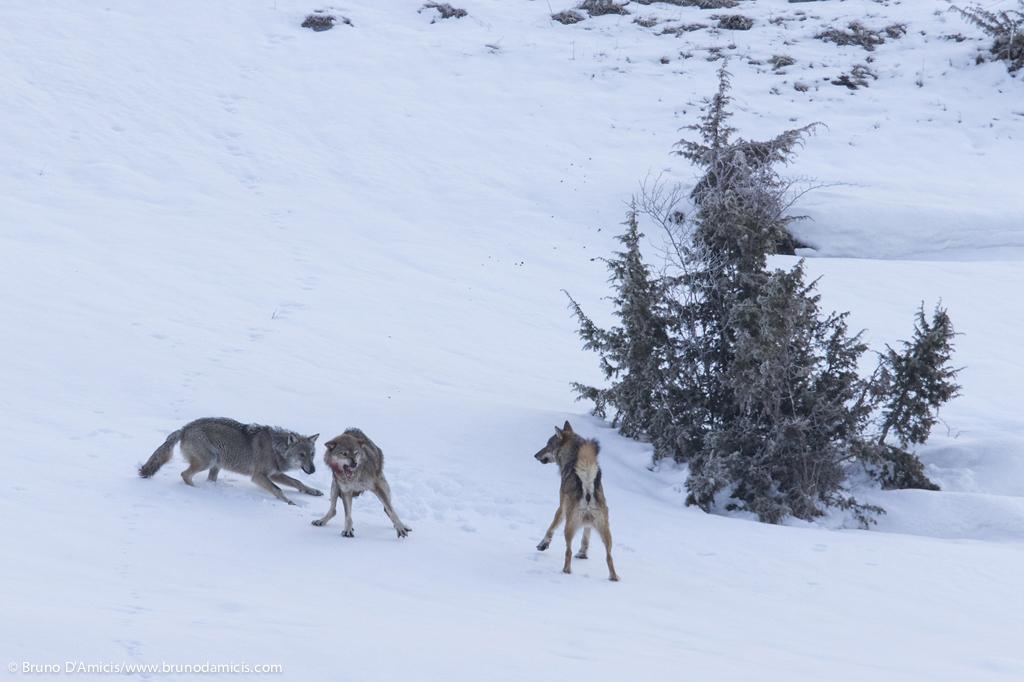 lupi-nella-neve