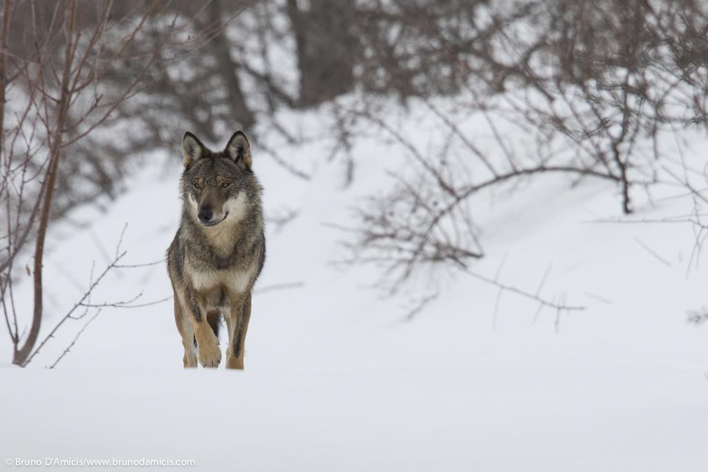lupo-cammina-nella-neve