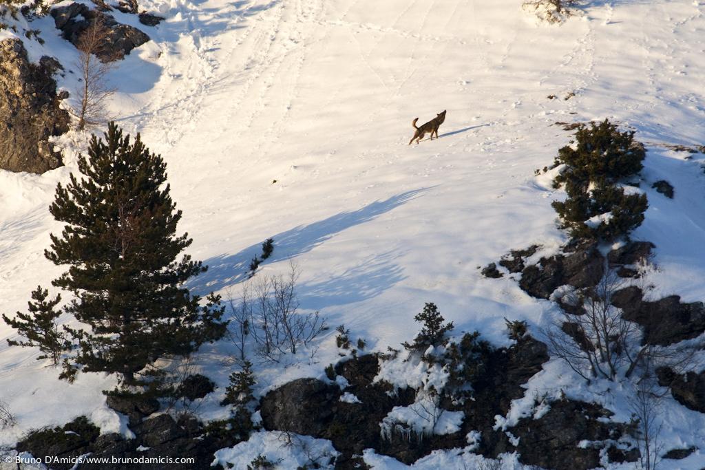 lupo-nella-neve