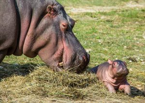 Baby ippo nato da genitori ultraquarantenni (FOTO)
