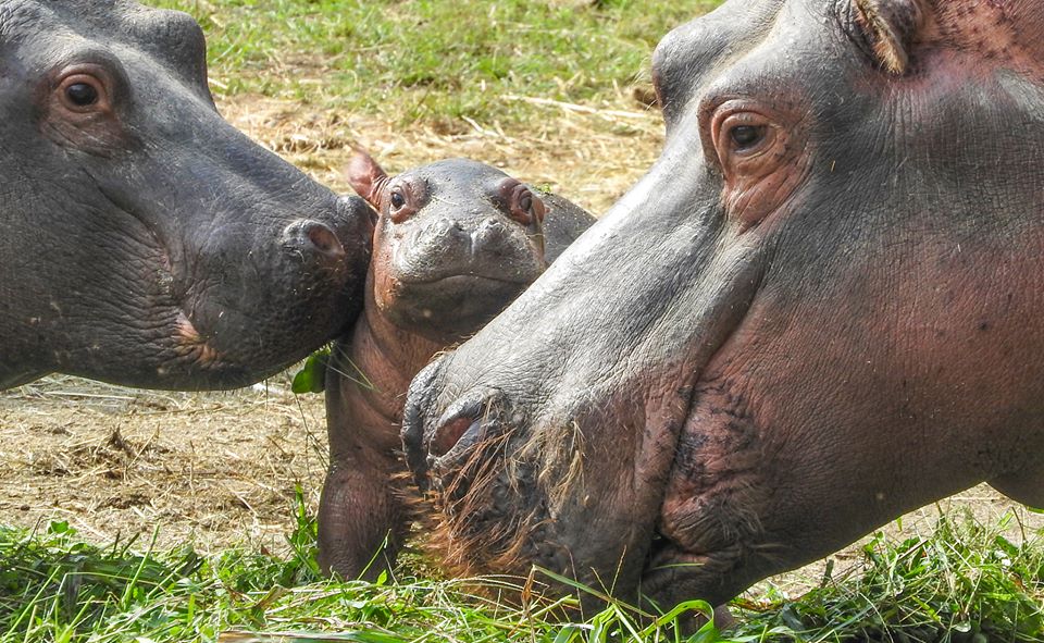 Baby ippo nato da genitori ultraquarantenni (FOTO)