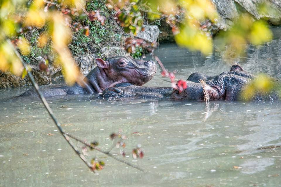 mamma-e-piccolo-di-ippopotamo-in-acqua