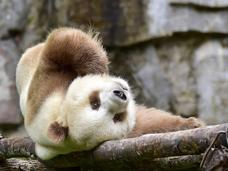 panda-marrone-sdraiato-su-un-tronco