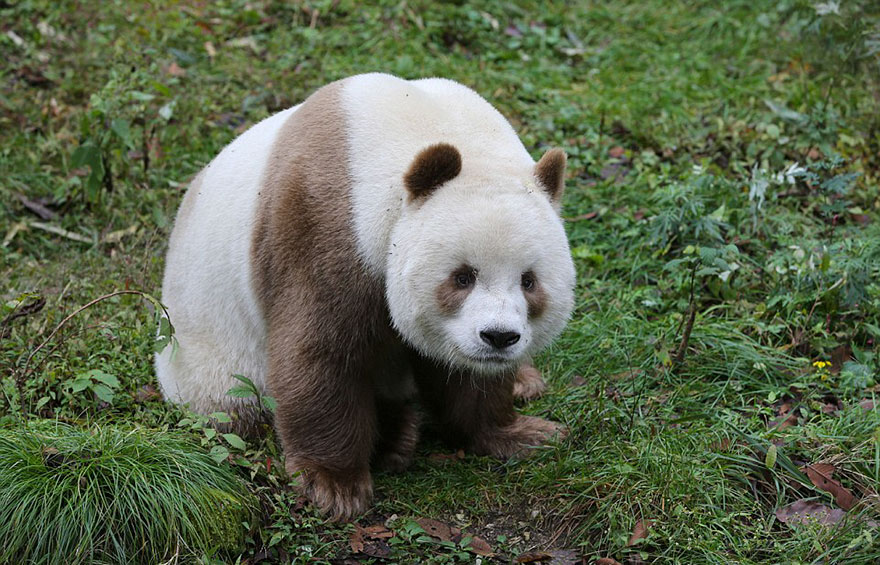 panda-marrone-su-un-prato
