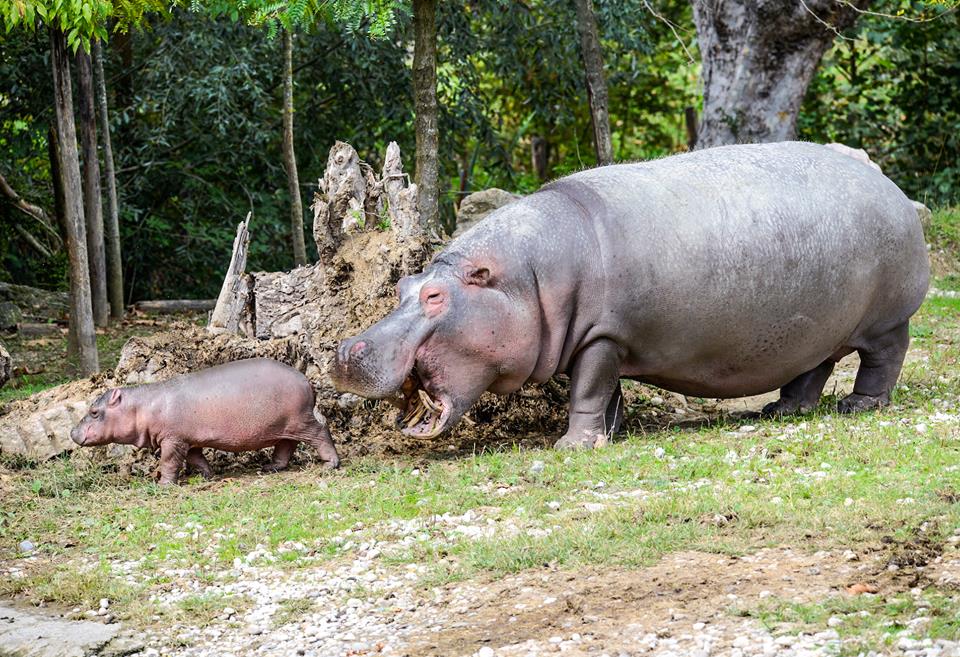 piccolo-di-ippopotamo-con-la-mamma