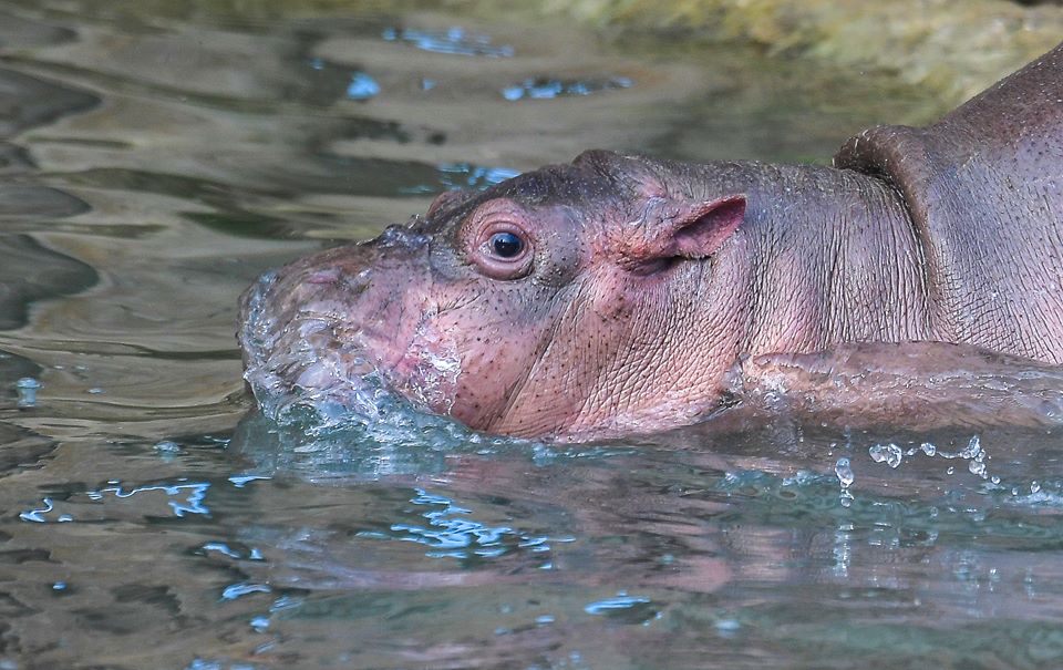 piccolo-di-ippopotamo-in-acqua