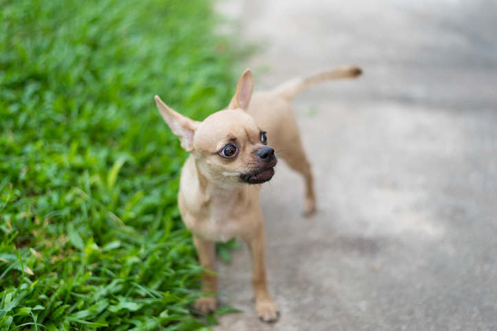 pipì emozionale cane