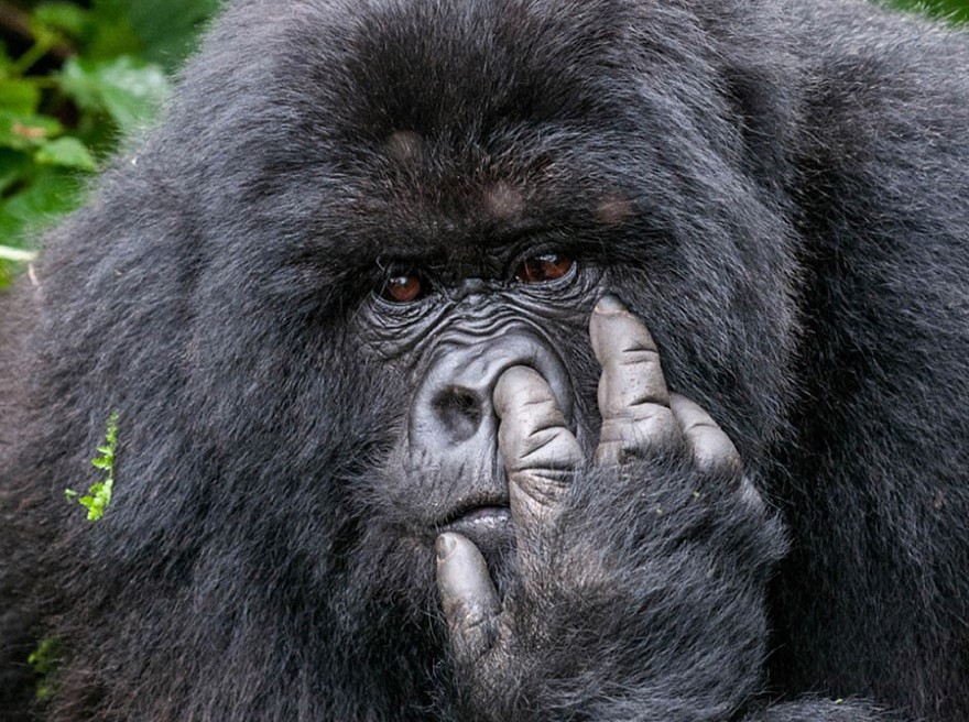 primo-piano-di-gorilla