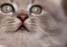 Diabete gatto insulina dosaggi veterinario spiega