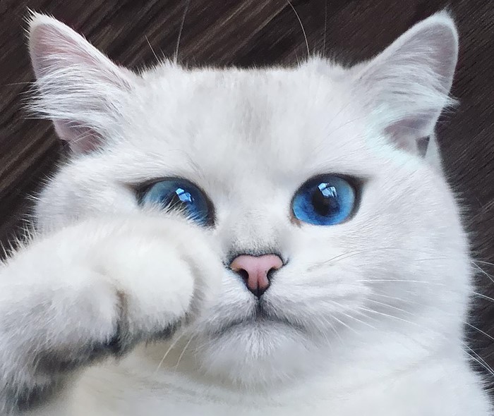 primo-piano-gatto-occhi-blu