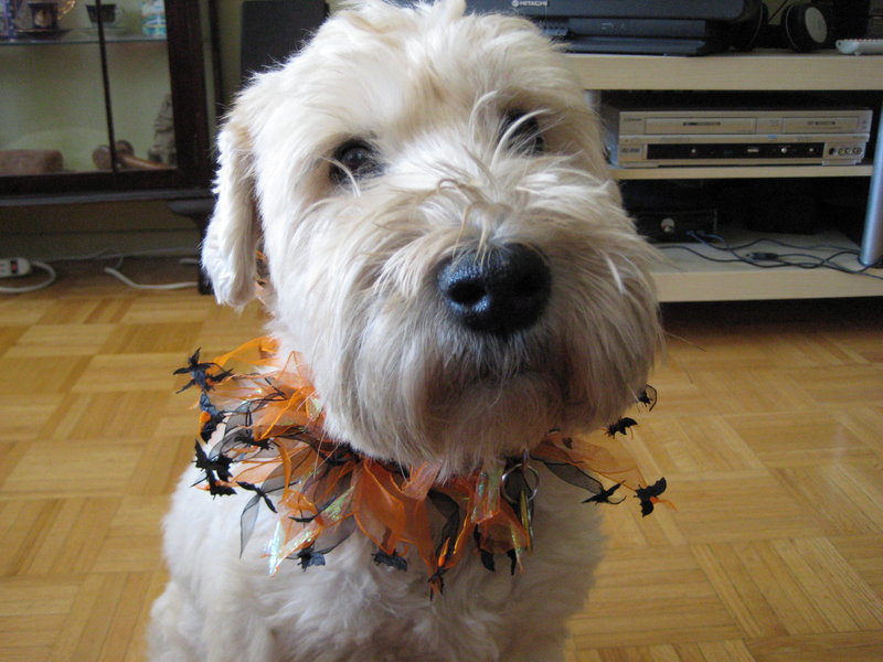 primo-piano-musetto-cane