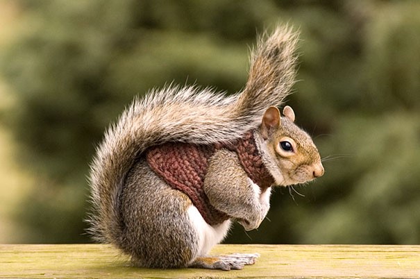 scoiattolo-con-gilet