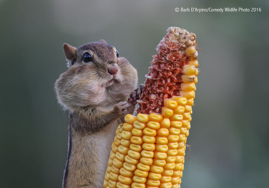 10 animali esilaranti finalisti al concorso (FOTO)