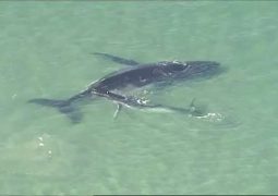 Coraggioso cucciolo di balena in aiuto della mamma (VIDEO)