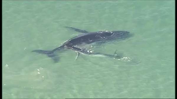 Coraggioso cucciolo di balena in aiuto della mamma (VIDEO)