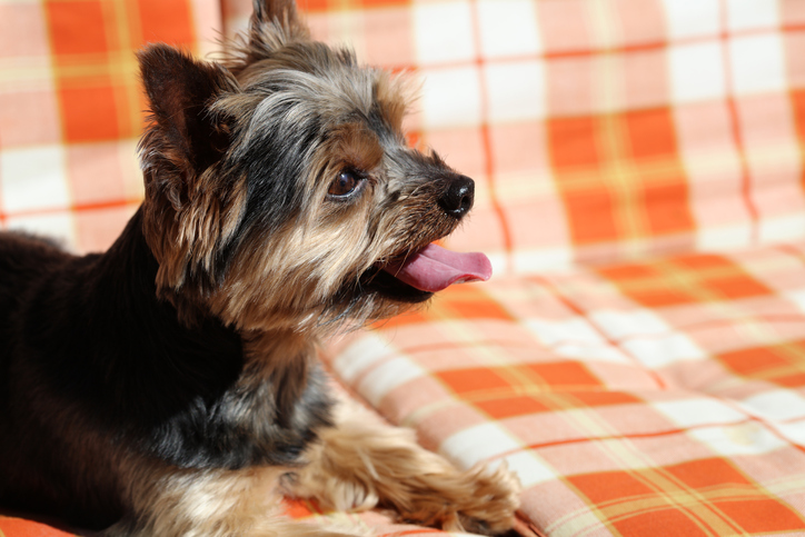 Come evitare che il cane faccia pipì sul letto | Tutto Zampe