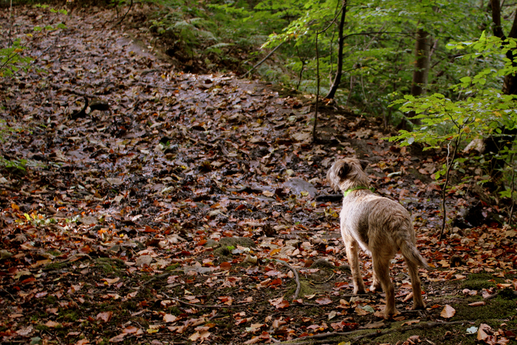 Border Terrier