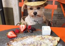 Popeye, cane gourmet sempre a tavola (FOTO)