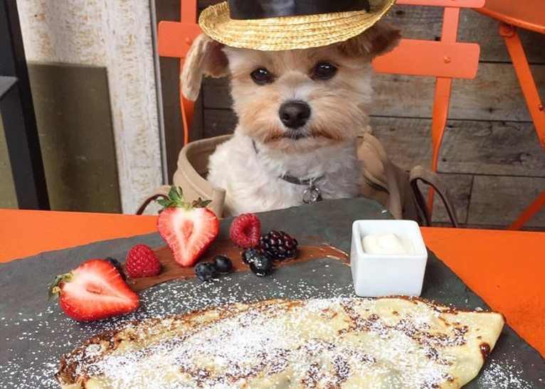 Popeye, cane gourmet sempre a tavola (FOTO)