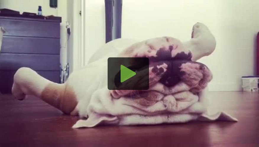 Titon, il bulldog che dorme come un pascià (VIDEO)