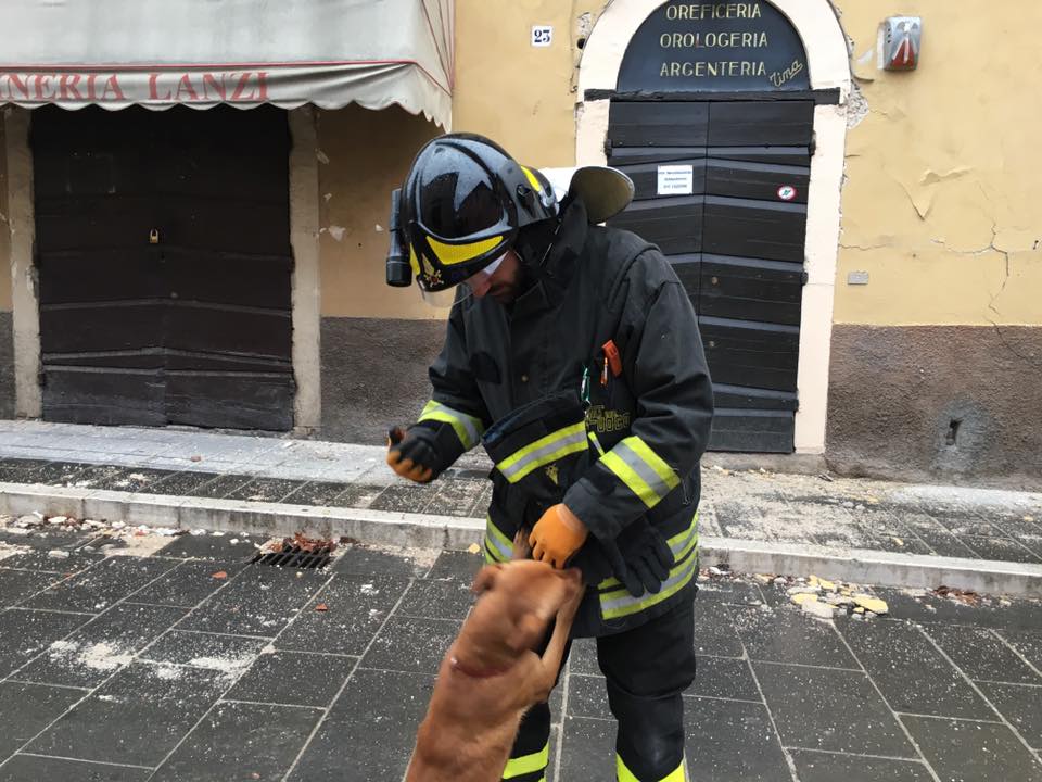 cagnolino-con-vigile-del-fuoco