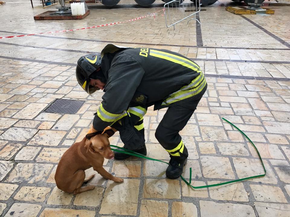 cagnolino-e-vigile-del-fuoco