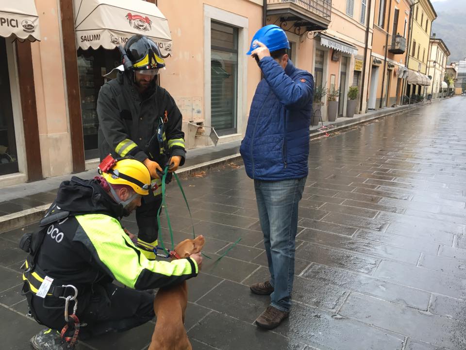 cagnolino-e-vigili-del-fuoco